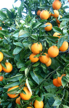 Sweet Orange Essential Oil 10ml, 15ml, 30ml or 60ml
